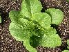 Parris Cos Island Lettuce